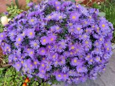 Michaelmas daisy aster for sale  TIPTON