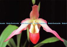 D037850 Jersey. Eric Young Orchid Foundation. Trinity. Phragmipedium Eric Young., used for sale  Shipping to South Africa