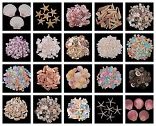 Natural shells seashells for sale  Shipping to Ireland