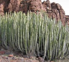 NASIONA WILCZEGO MLEKA KAKTUSY roślina doniczkowa kaktus ogród zimowy Euphorbia canariensis na sprzedaż  Wysyłka do Poland