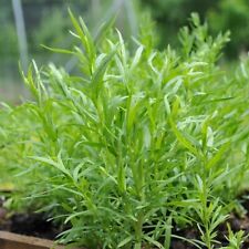 Russian tarragon herb for sale  Canada