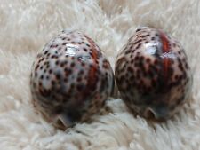 Two large cowrie for sale  BURTON-ON-TRENT
