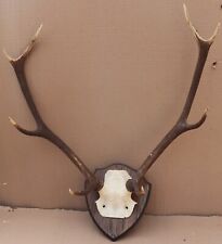 mounted deer antlers for sale  LEEK