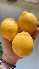 Meyer lemon seeds for sale  Copperas Cove