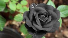 Black rose flower for sale  EXETER