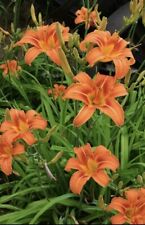 Day lily day for sale  Mankato