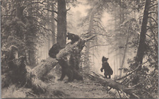 c1910 Repro of Shishkin Painting Morning in a Pine Forest Postcard - Unposted for sale  Shipping to South Africa