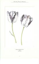 Botanical bybloemen tulip for sale  Bozeman