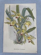 Lowianum  Cymbidium lithograph watercolor botanical antique for sale  Shipping to South Africa