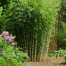 Bambus fargesia campbell gebraucht kaufen  Deutschland
