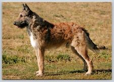 Postcard belgian shepherd for sale  Wynantskill