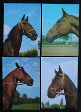 Postkarten portrait pferd gebraucht kaufen  Limburg