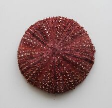 sea urchin for sale  Shipping to Ireland