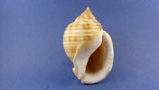 undulated semi-assis shell for sale  Shipping to South Africa