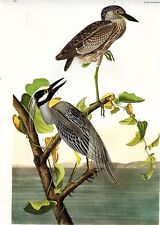 Audubon yellow crowned for sale  Shipping to Ireland