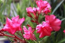 Oleander cuttings antoine for sale  Shipping to Ireland