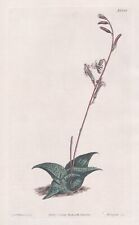 Aloe Recurva South Africa Botanica Botanical Engraving Incisione Curtis 1353, usado comprar usado  Enviando para Brazil