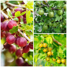 Mixed gooseberry plants for sale  Shipping to Ireland