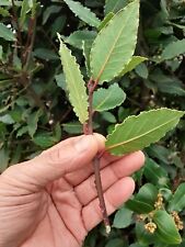 Bay leaf laurus for sale  THORNTON HEATH