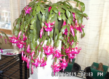 Schlumbergera -Mom's Crab Claw  4 cuttings blush pink Family Heirloom since 1927, used for sale  Shipping to South Africa