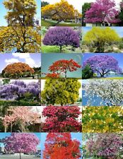 Color tree mix for sale  Miami