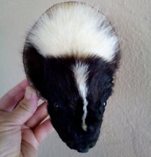 Cute taxidermy skunk for sale  San Diego