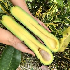 Grafted avocado long for sale  USA