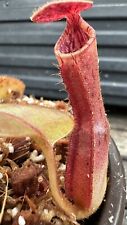 Nepenthes veitchii clipeata for sale  Dallas