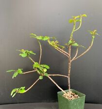 Euphorbia geroldii rare for sale  Marana