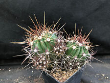 Ferocactus flavovirens cactus usato  Massafra