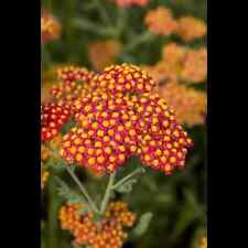 Achillea filipendulina walter gebraucht kaufen  Deutschland