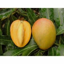 Pianta mangifera indica usato  Italia