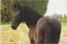 Horse postcard friesian for sale  ALTON