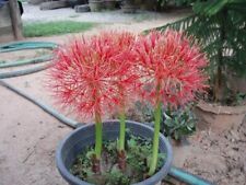 1 Bulb of HAEMANTHUS MULTIFLORUS BLOOD FLOWER Plant + Phytosanitary Certificate for sale  Shipping to South Africa