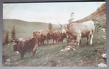 Postcard highland cattle for sale  DURHAM