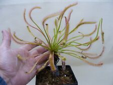 Carnivorous plant drosera for sale  NEATH