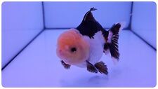 Tri colour oranda for sale  CHATTERIS