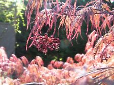 Cuttings japanese maple for sale  King George