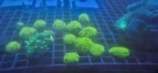 Marine coral ultra for sale  HALIFAX