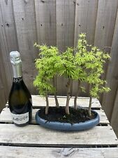 Bonsai tree forest for sale  PERSHORE