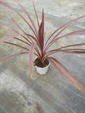Cordyline australis red for sale  LEYLAND