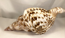 Natural seashell charonia for sale  Marietta
