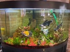 Juwel aquarium 350 gebraucht kaufen  Zernien