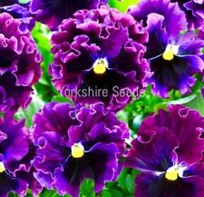 40x pansy frizzle for sale  DEWSBURY