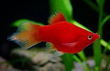 Coral red platies for sale  LONDON