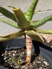 Aloe rooikappie pup for sale  Phoenix