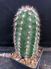 Echinocereus bonkerae cactus usato  Massafra