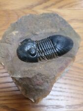 Fossil trilobite paralejurus for sale  SAFFRON WALDEN