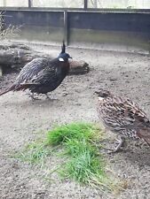 Koklass pheasant hatching for sale  HALESWORTH