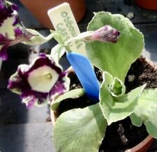 Named primula auricula for sale  TORPOINT